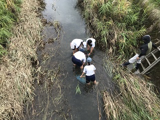 水生生物を採集