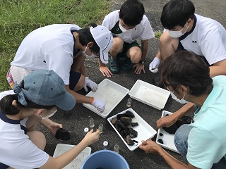 採集した水生生物を分類