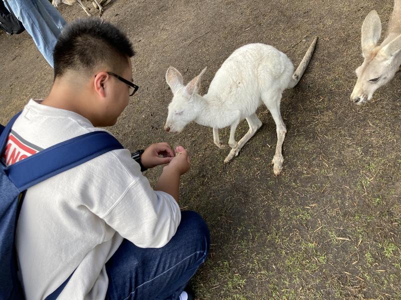 カンガルーに餌をあげています