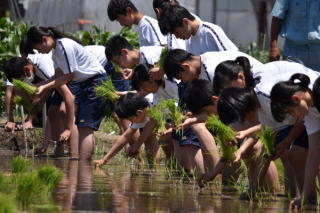 手植えによる田植え実習