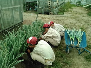 太ネギの生産