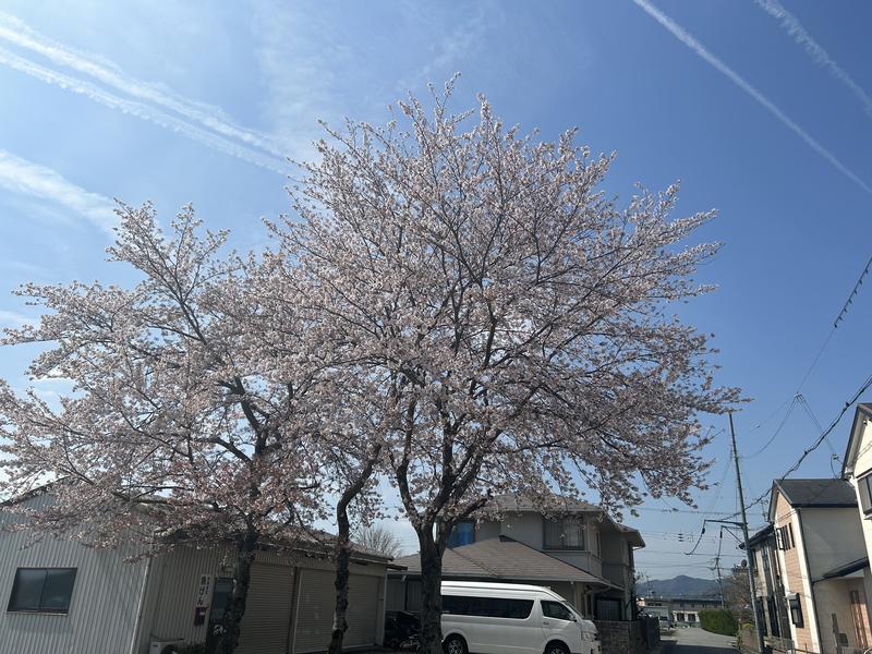 桜と雲