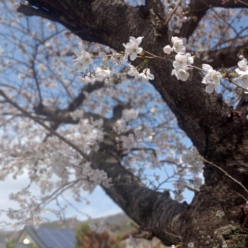 思い出の桜