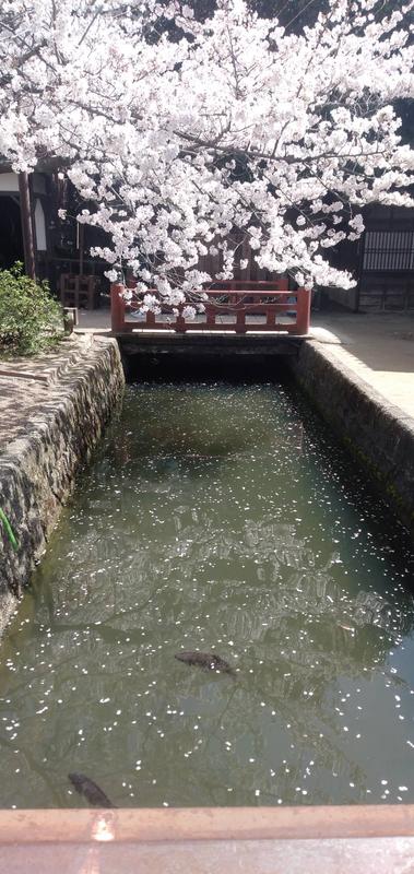 桜橋