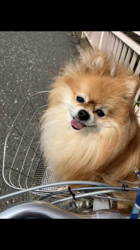 籠の中の愛犬