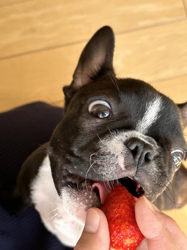 私のイチゴと愛犬