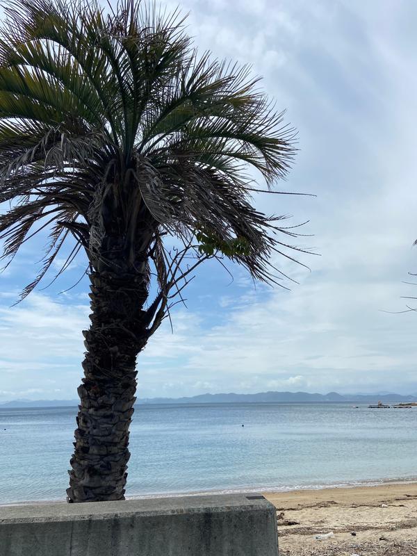 ヤシと海