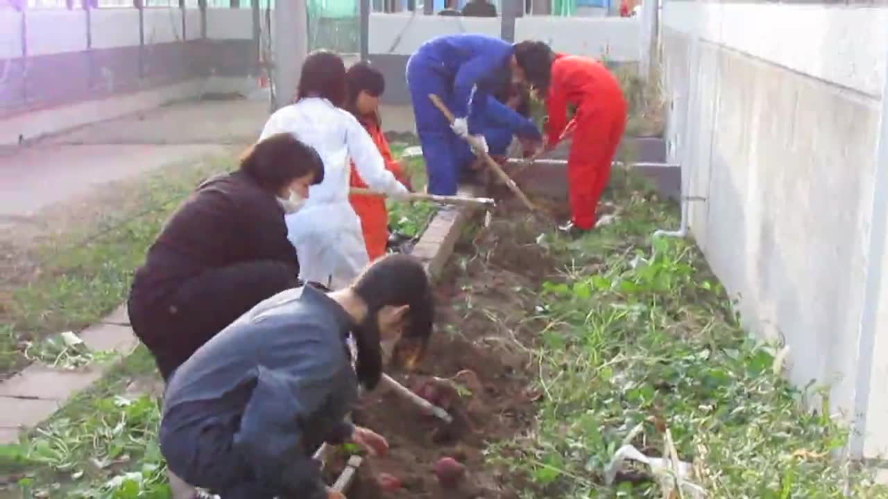 園芸部のさつまいもの収穫