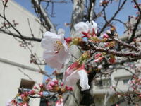 桜の花