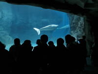 名古屋港水族館