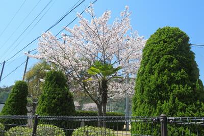 姫路商業,入学式,令和８年度,６６回生