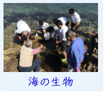 海の生物