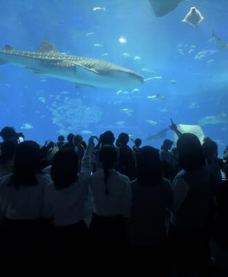 ジンベエザメを見る生徒