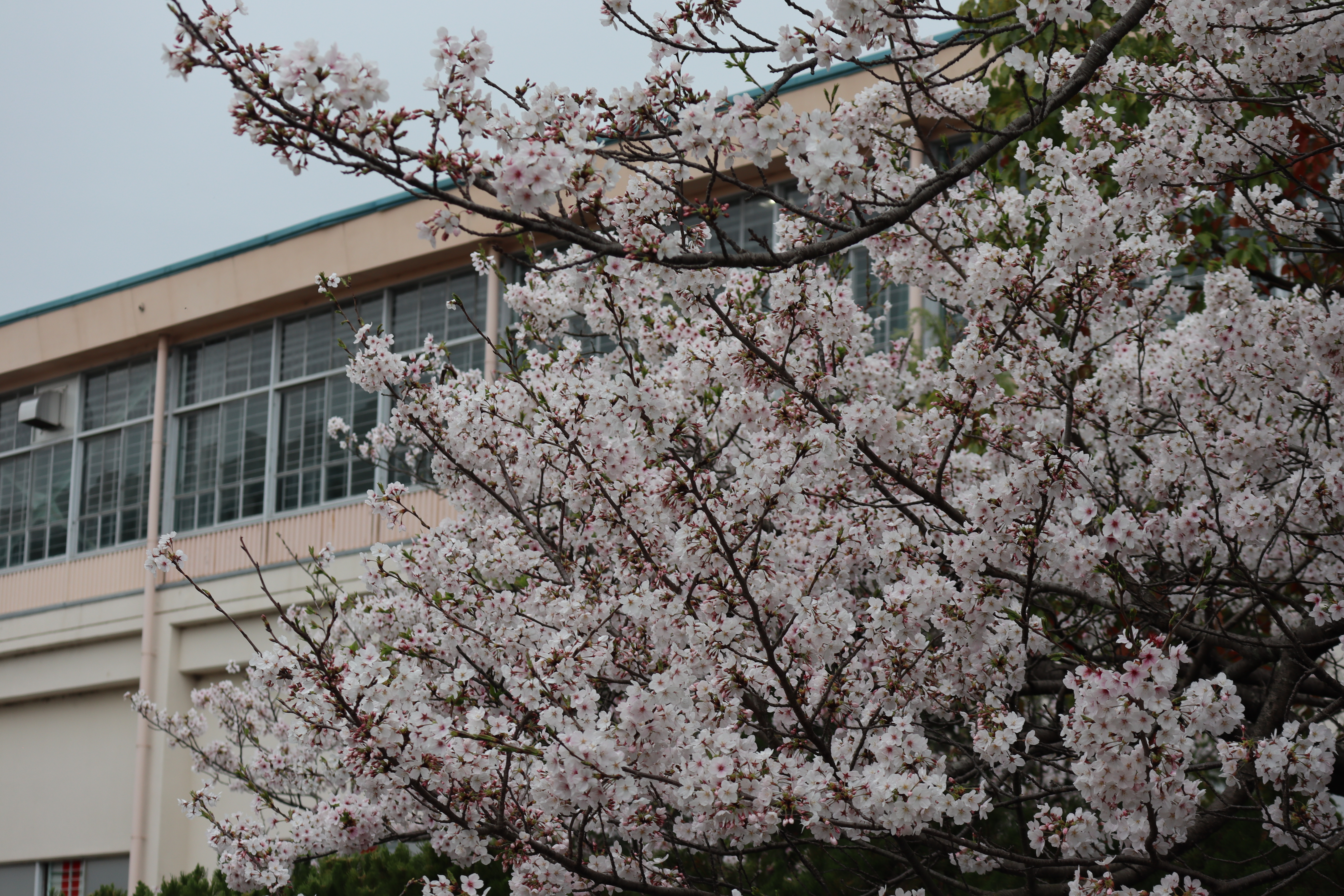 校門付近満開の桜