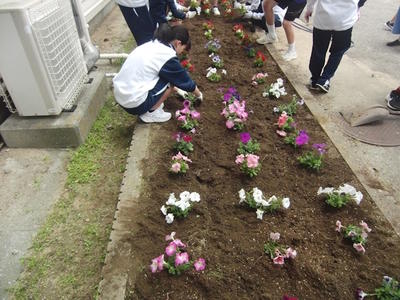 花を植えています