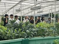 ホテル屋上菜園（水耕栽培）