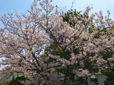 桜「