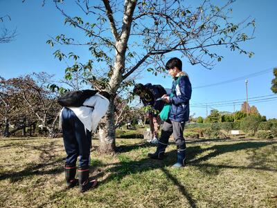 クビアカツヤカミキリの調査の様子