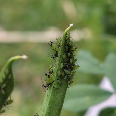 ソラマメヒゲナガアブラムシMegoura crassicauda