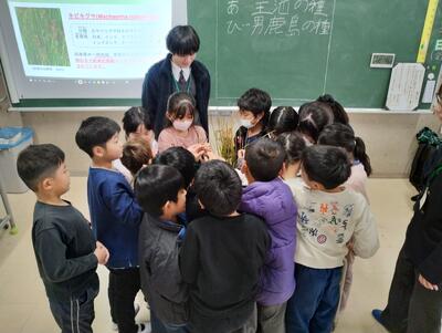 ネビキグサを取り囲む児童たち