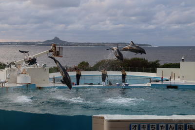 美ら海水族館イルカショー