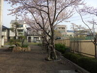 正門の桜