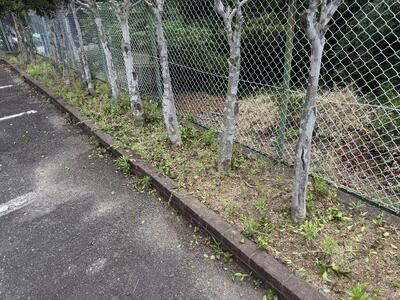 駐車場付近の花壇のBEFORE