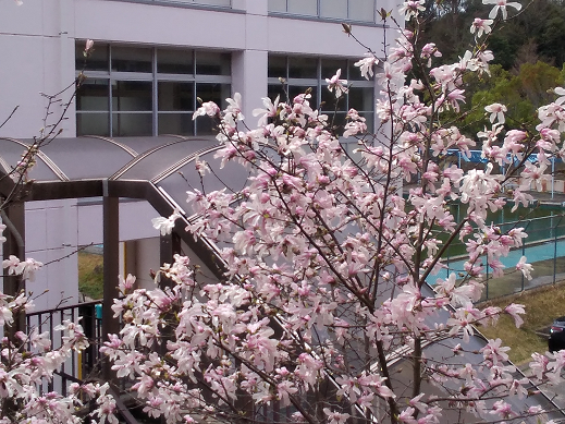 こぶしの花