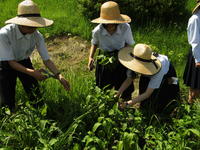 学校の里山で藍を収穫します。